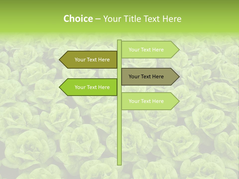 Rows Of Fresh Green Lettuce PowerPoint Template
