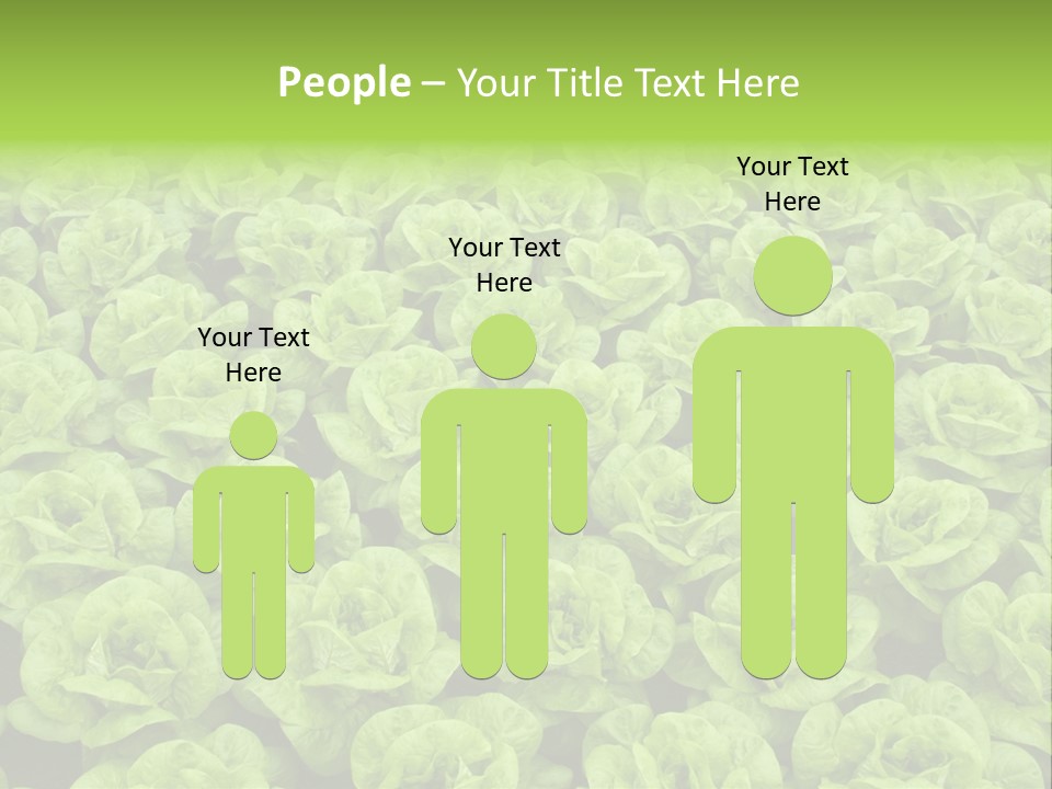 Rows Of Fresh Green Lettuce PowerPoint Template