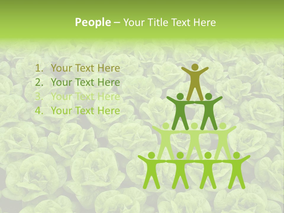 Rows Of Fresh Green Lettuce PowerPoint Template