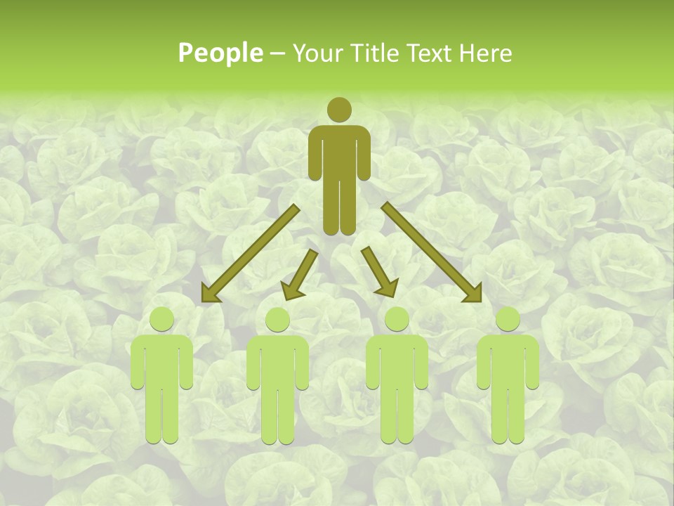Rows Of Fresh Green Lettuce PowerPoint Template