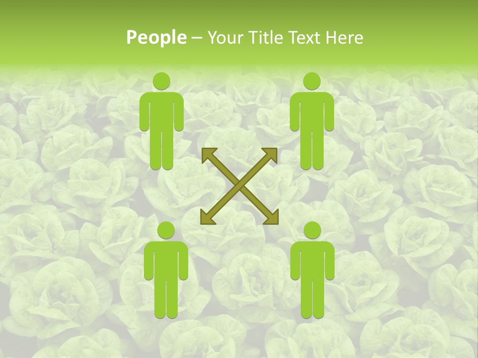 Rows Of Fresh Green Lettuce PowerPoint Template