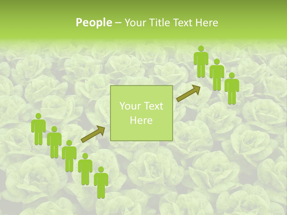 Rows Of Fresh Green Lettuce PowerPoint Template
