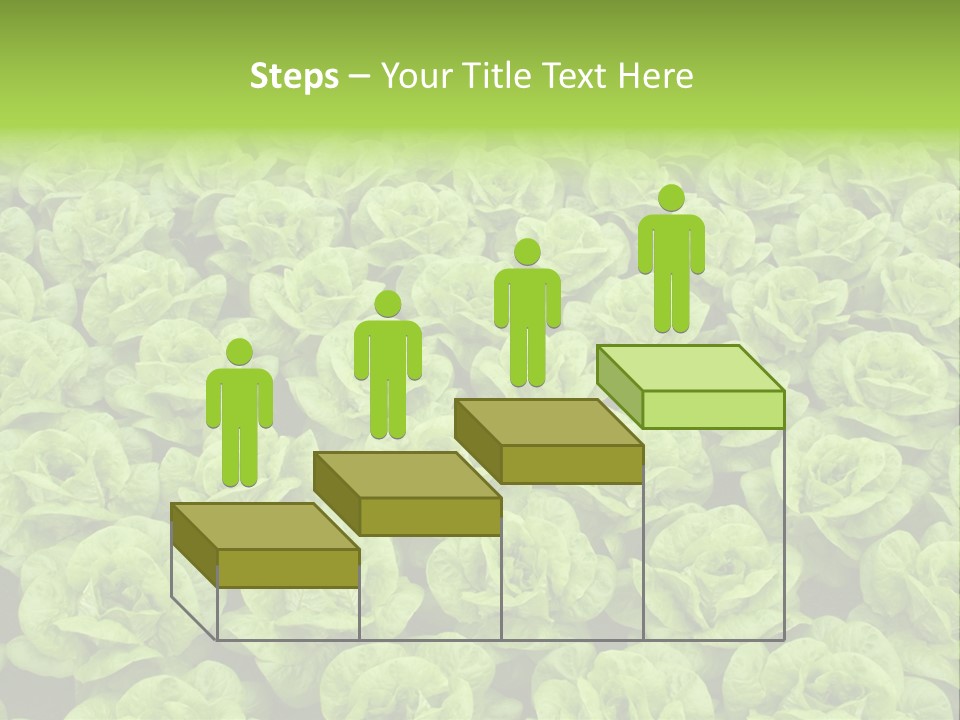 Rows Of Fresh Green Lettuce PowerPoint Template