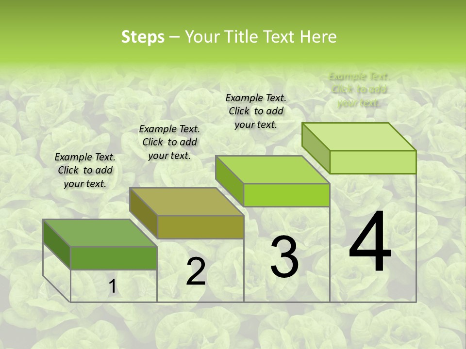 Rows Of Fresh Green Lettuce PowerPoint Template