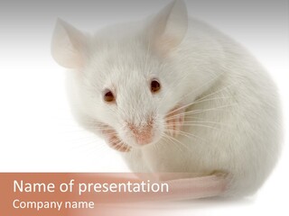 White Mouse In Front Of A White Background PowerPoint Template