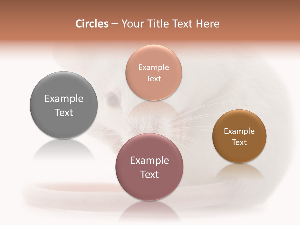 White Mouse In Front Of A White Background PowerPoint Template