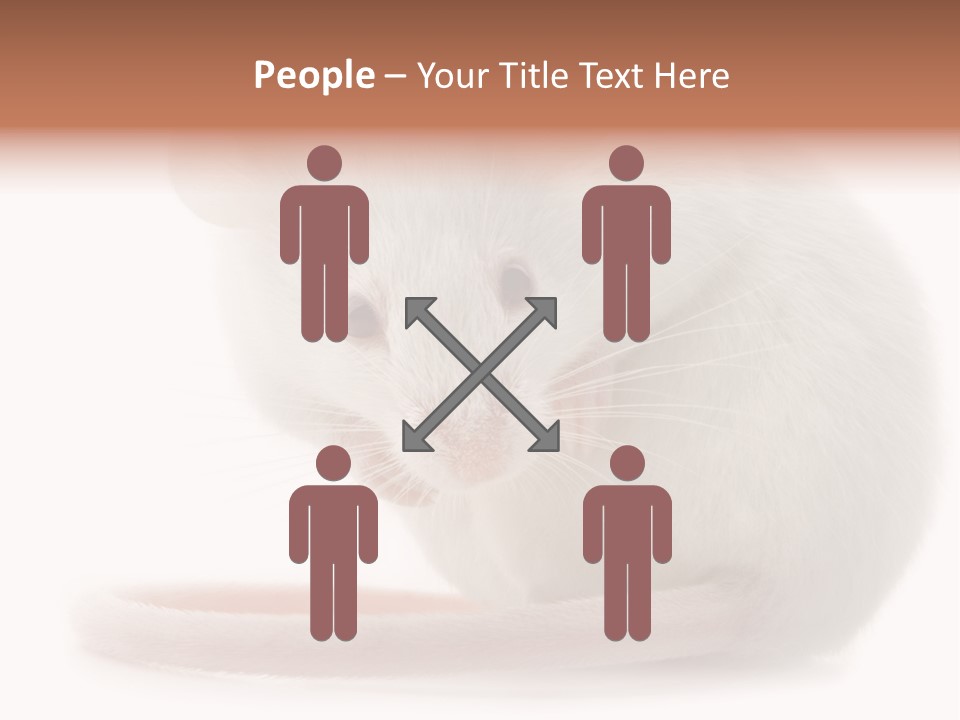 White Mouse In Front Of A White Background PowerPoint Template
