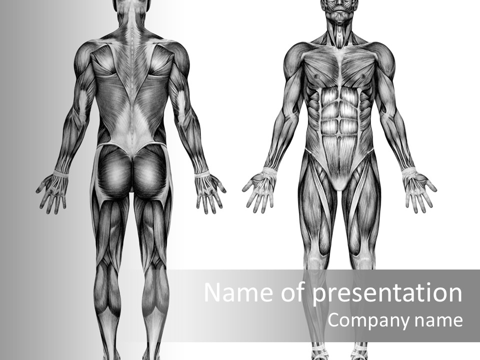 Male Muscles - Pencil Drawing Style - 3D Render - Special Shaders Were Used During The Rendering Process To Create The Appearance Of A Pencil Drawing. PowerPoint Template