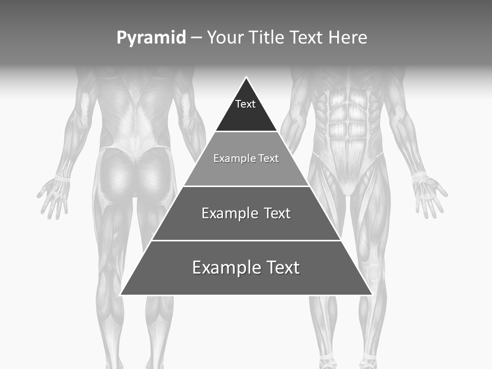 Male Muscles - Pencil Drawing Style - 3D Render - Special Shaders Were Used During The Rendering Process To Create The Appearance Of A Pencil Drawing. PowerPoint Template
