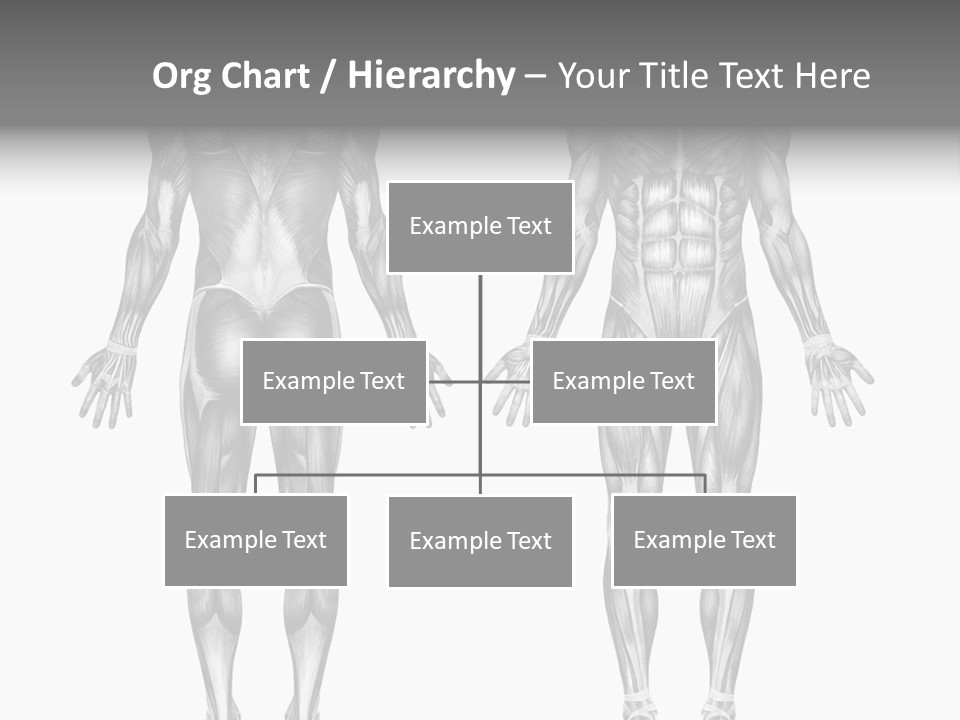 Male Muscles - Pencil Drawing Style - 3D Render - Special Shaders Were Used During The Rendering Process To Create The Appearance Of A Pencil Drawing. PowerPoint Template