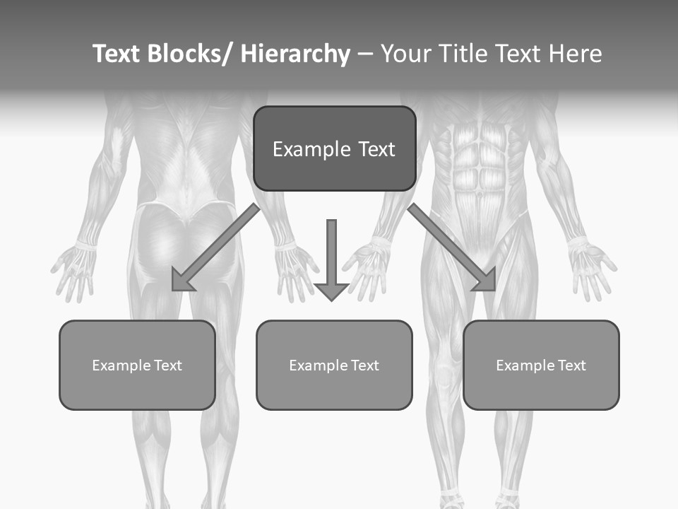 Male Muscles - Pencil Drawing Style - 3D Render - Special Shaders Were Used During The Rendering Process To Create The Appearance Of A Pencil Drawing. PowerPoint Template