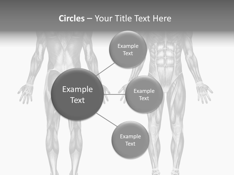 Male Muscles - Pencil Drawing Style - 3D Render - Special Shaders Were Used During The Rendering Process To Create The Appearance Of A Pencil Drawing. PowerPoint Template