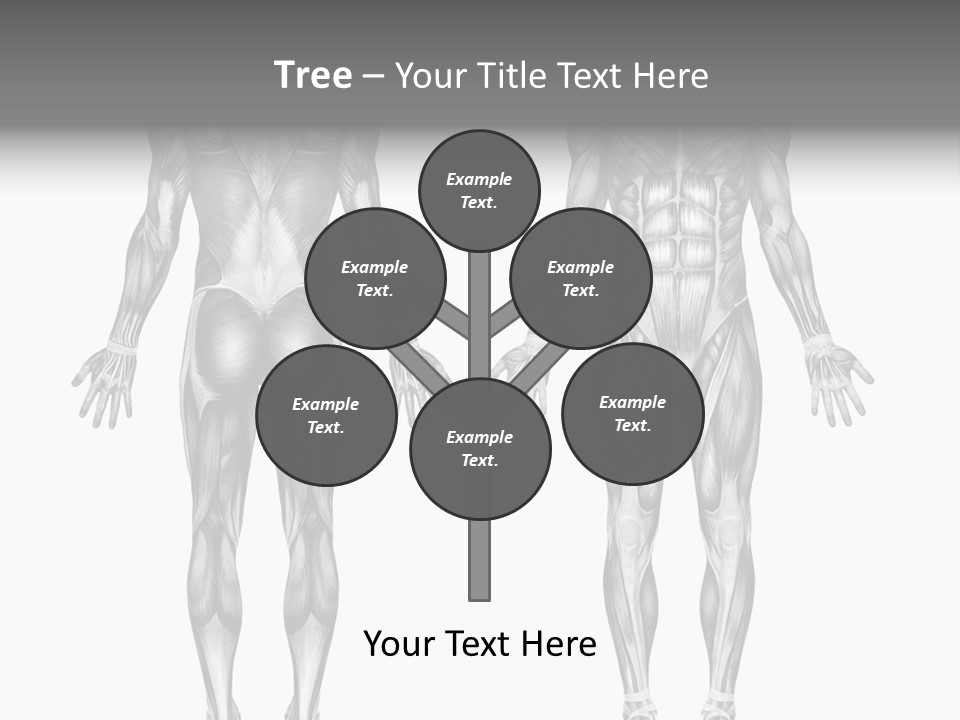 Male Muscles - Pencil Drawing Style - 3D Render - Special Shaders Were Used During The Rendering Process To Create The Appearance Of A Pencil Drawing. PowerPoint Template