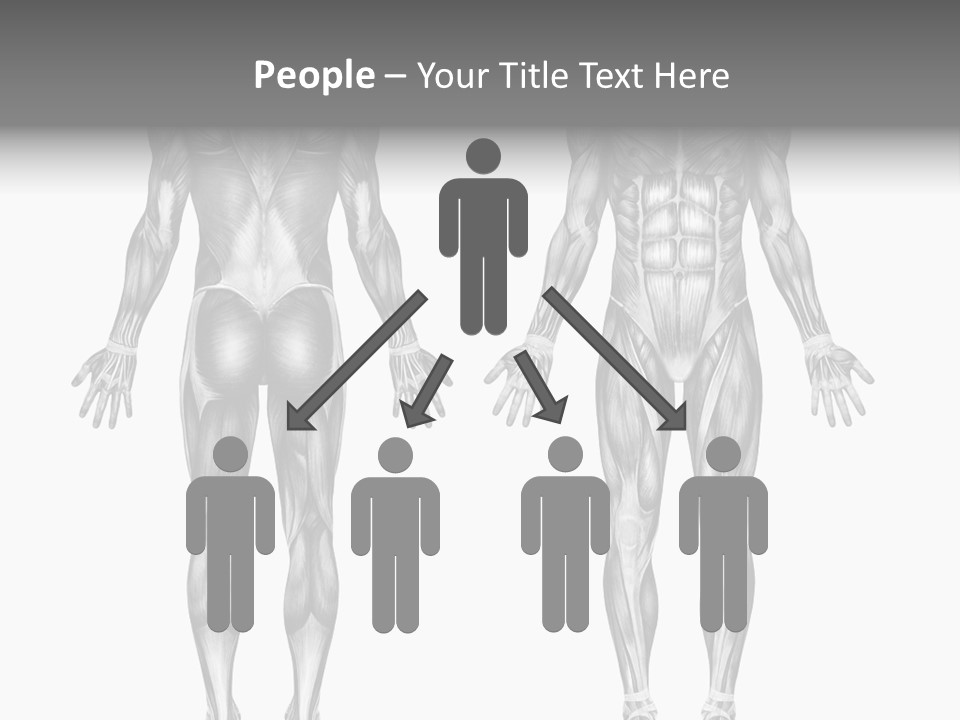 Male Muscles - Pencil Drawing Style - 3D Render - Special Shaders Were Used During The Rendering Process To Create The Appearance Of A Pencil Drawing. PowerPoint Template