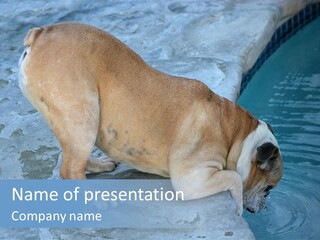 Bulldog Drinking From Swimming Pool PowerPoint Template