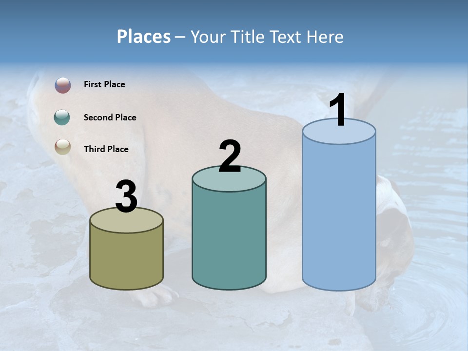 Bulldog Drinking From Swimming Pool PowerPoint Template