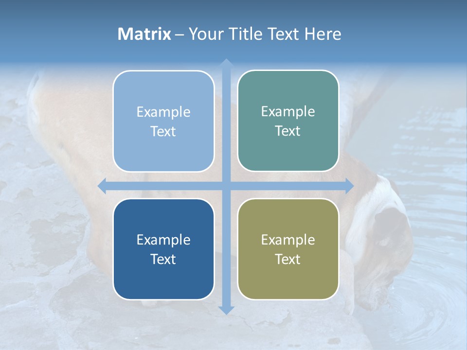 Bulldog Drinking From Swimming Pool PowerPoint Template