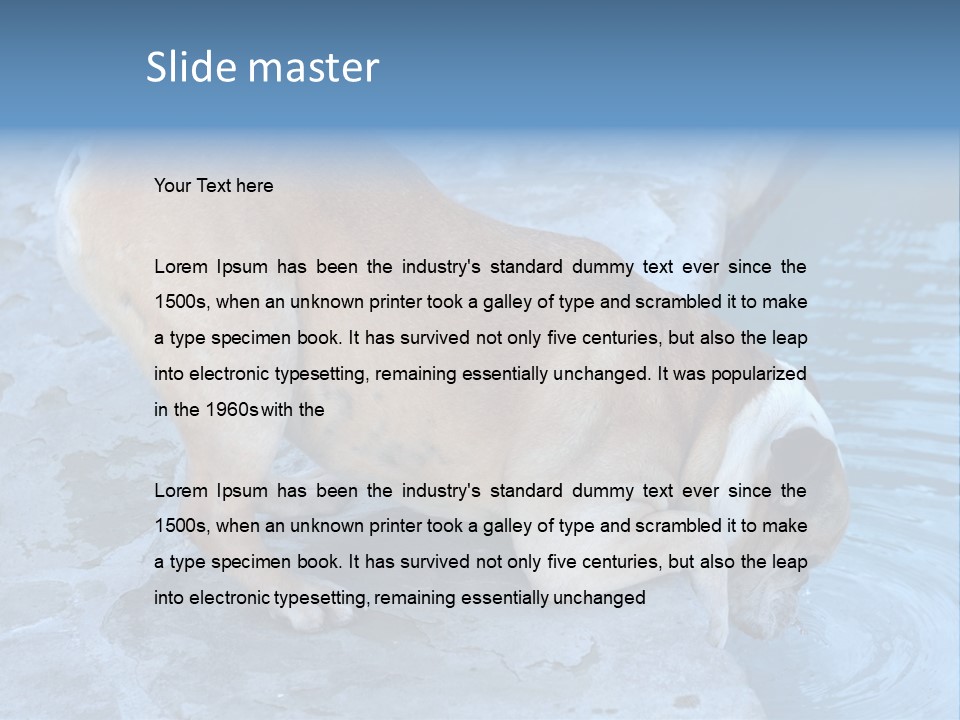 Bulldog Drinking From Swimming Pool PowerPoint Template