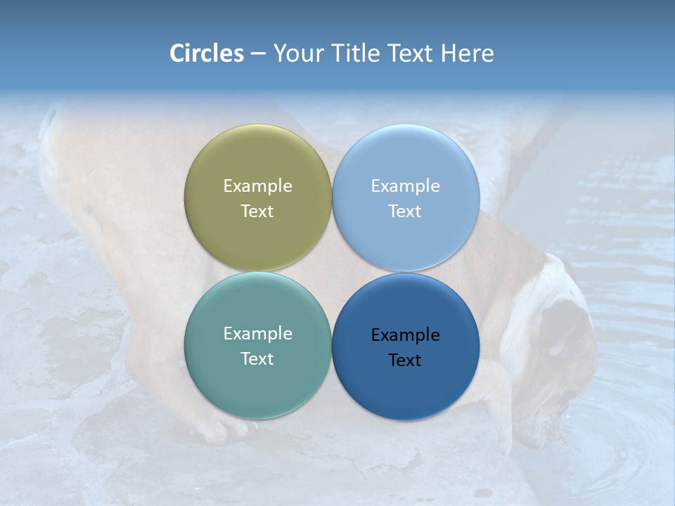 Bulldog Drinking From Swimming Pool PowerPoint Template