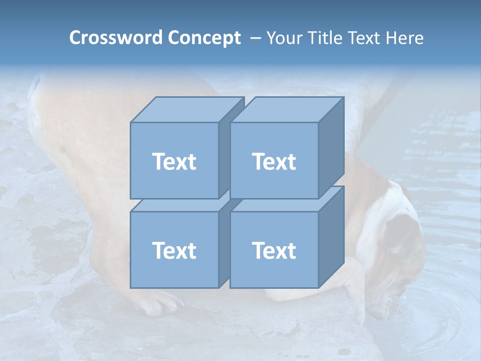 Bulldog Drinking From Swimming Pool PowerPoint Template