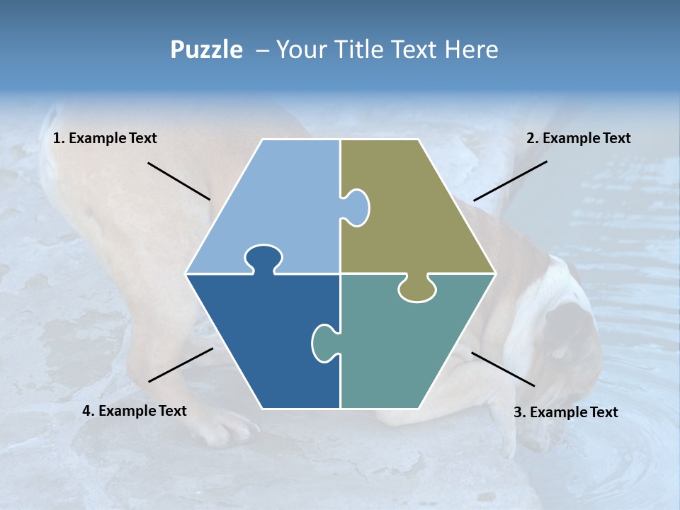 Bulldog Drinking From Swimming Pool PowerPoint Template