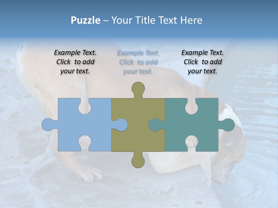 Bulldog Drinking From Swimming Pool PowerPoint Template