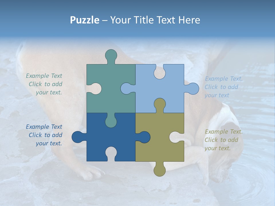 Bulldog Drinking From Swimming Pool PowerPoint Template