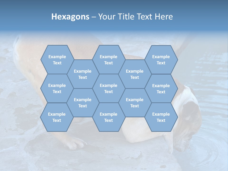 Bulldog Drinking From Swimming Pool PowerPoint Template