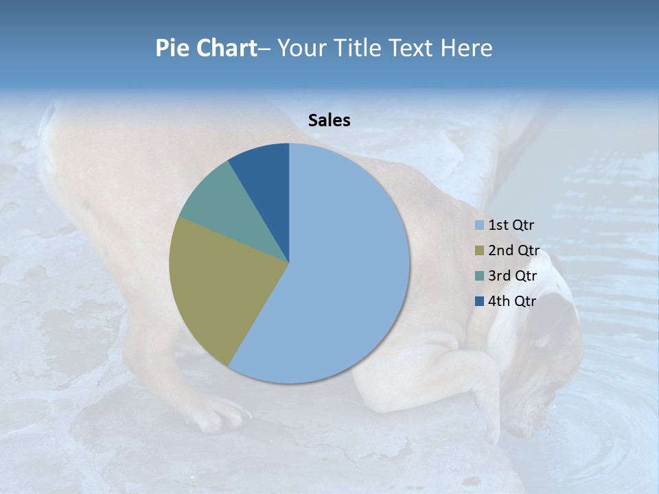 Bulldog Drinking From Swimming Pool PowerPoint Template