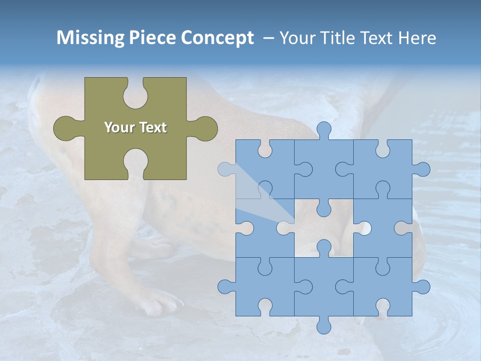 Bulldog Drinking From Swimming Pool PowerPoint Template