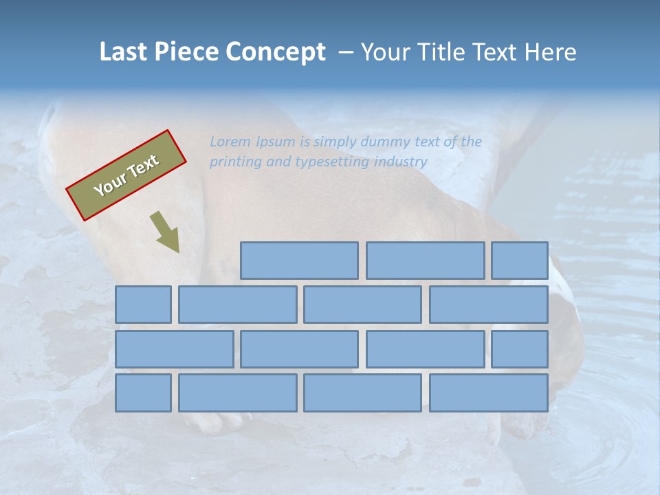 Bulldog Drinking From Swimming Pool PowerPoint Template