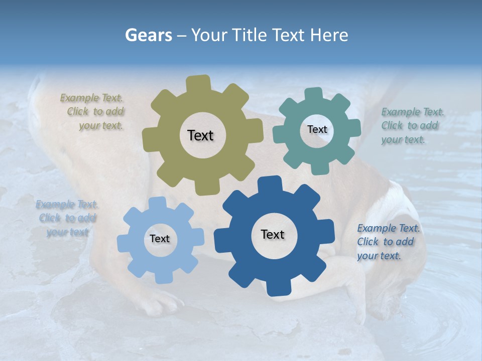 Bulldog Drinking From Swimming Pool PowerPoint Template