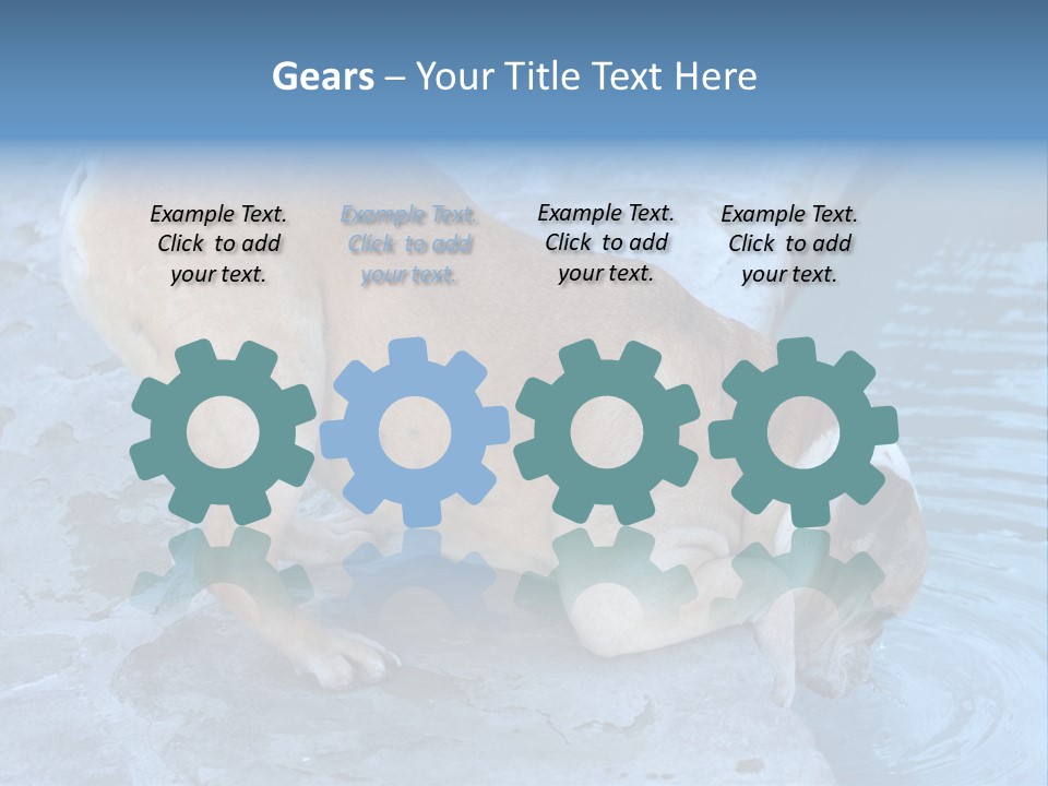 Bulldog Drinking From Swimming Pool PowerPoint Template