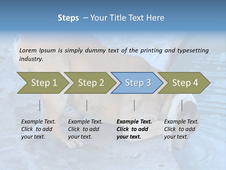 Bulldog Drinking From Swimming Pool PowerPoint Template