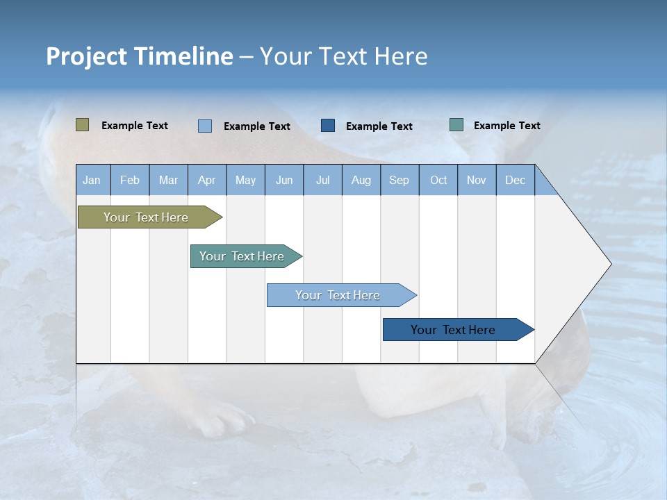 Bulldog Drinking From Swimming Pool PowerPoint Template