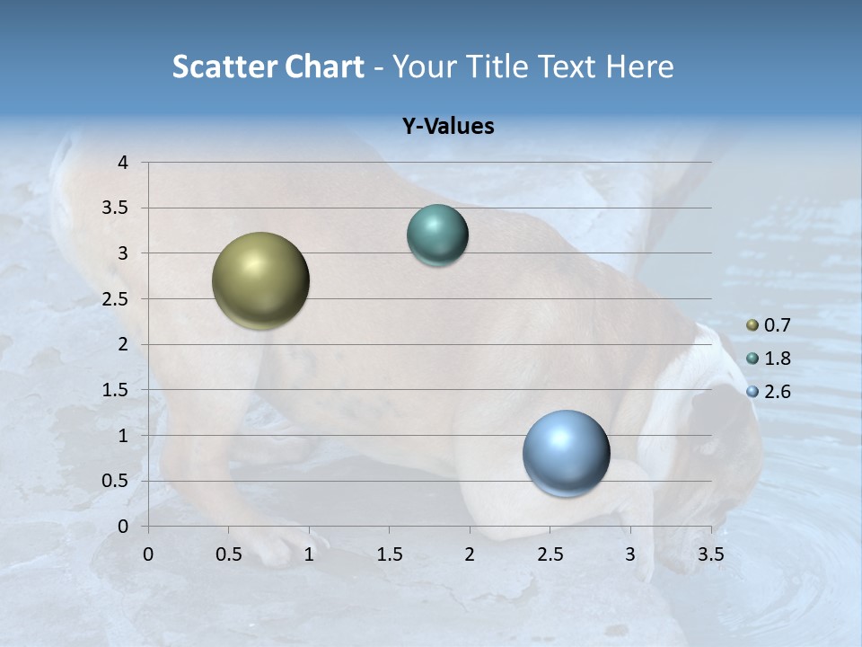 Bulldog Drinking From Swimming Pool PowerPoint Template