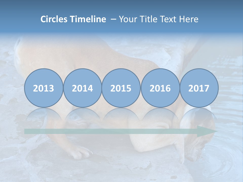 Bulldog Drinking From Swimming Pool PowerPoint Template