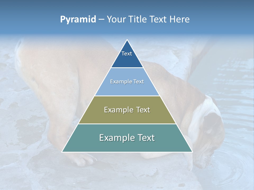 Bulldog Drinking From Swimming Pool PowerPoint Template