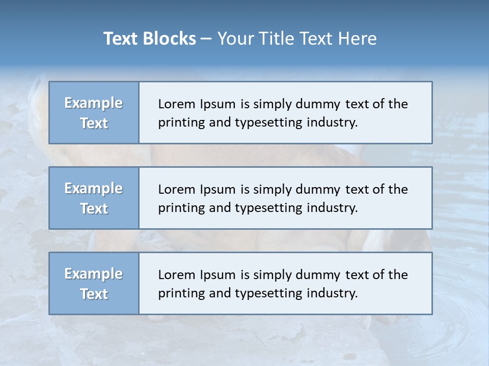 Bulldog Drinking From Swimming Pool PowerPoint Template