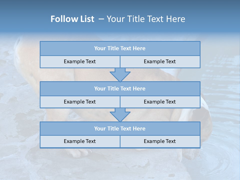 Bulldog Drinking From Swimming Pool PowerPoint Template