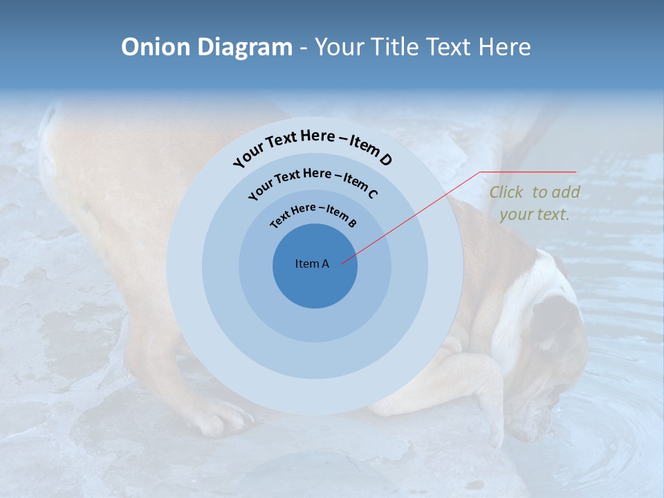 Bulldog Drinking From Swimming Pool PowerPoint Template