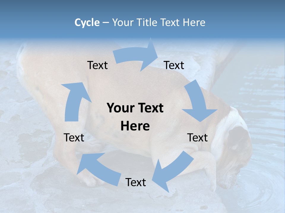 Bulldog Drinking From Swimming Pool PowerPoint Template