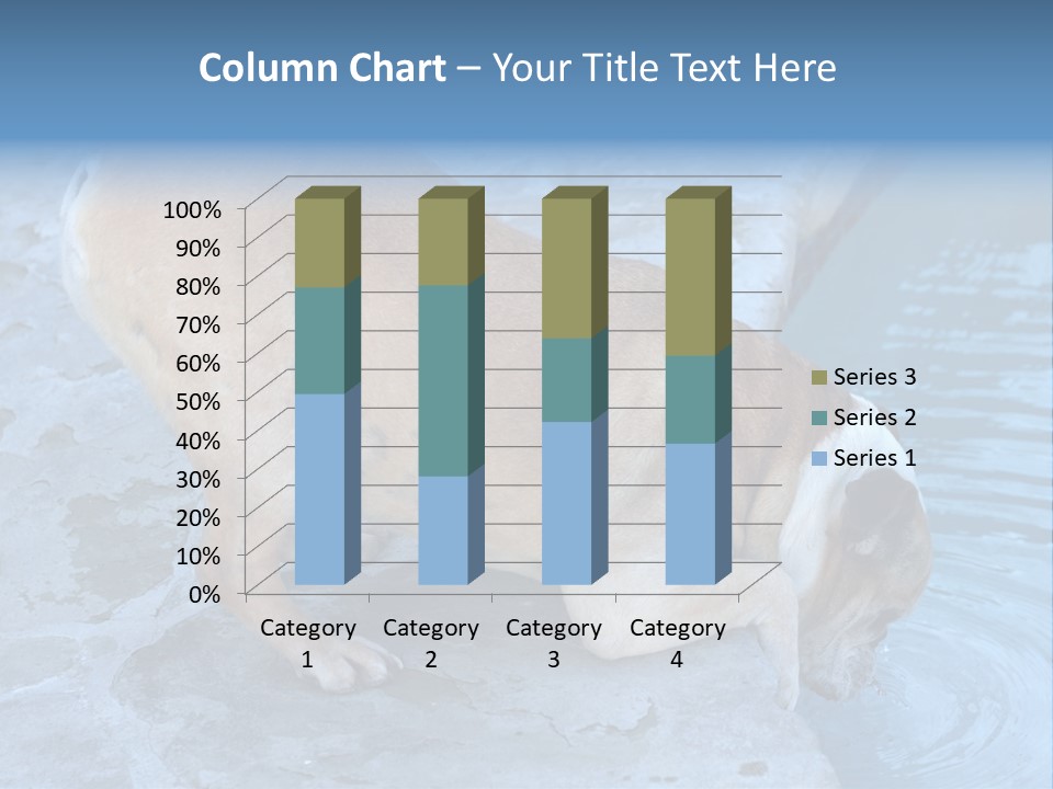 Bulldog Drinking From Swimming Pool PowerPoint Template