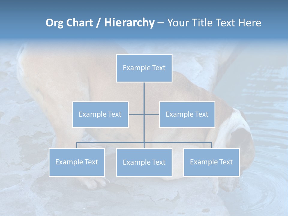 Bulldog Drinking From Swimming Pool PowerPoint Template