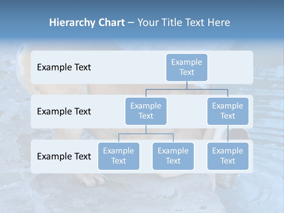 Bulldog Drinking From Swimming Pool PowerPoint Template