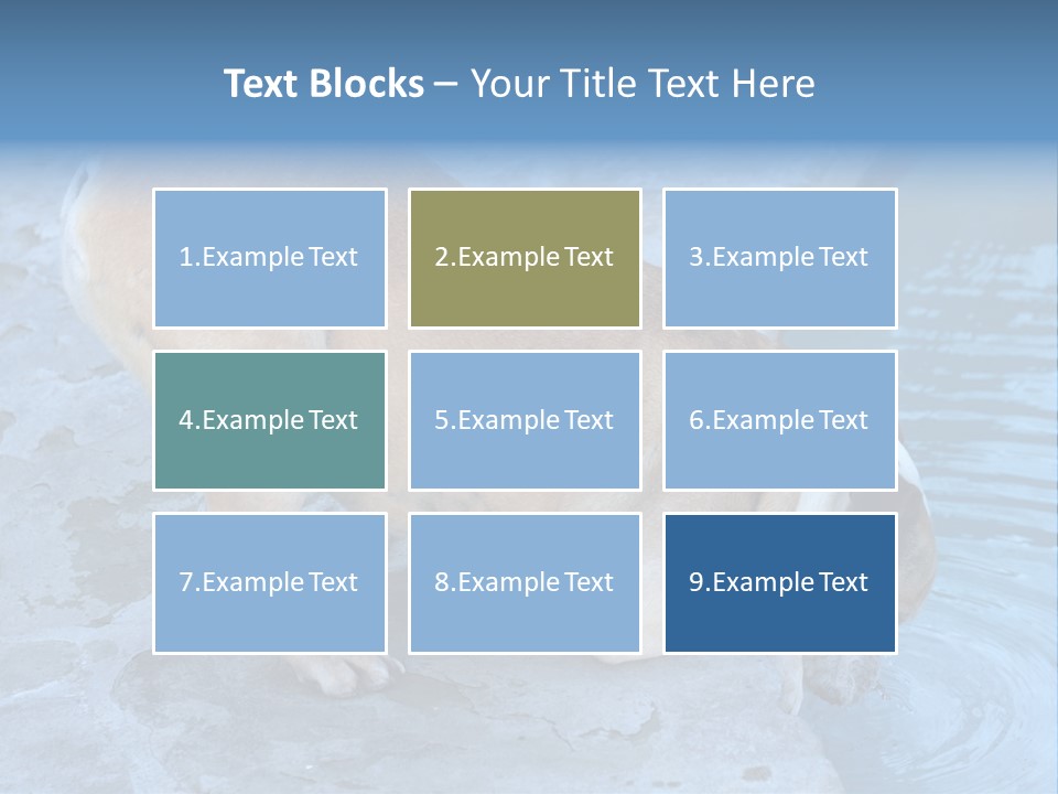 Bulldog Drinking From Swimming Pool PowerPoint Template