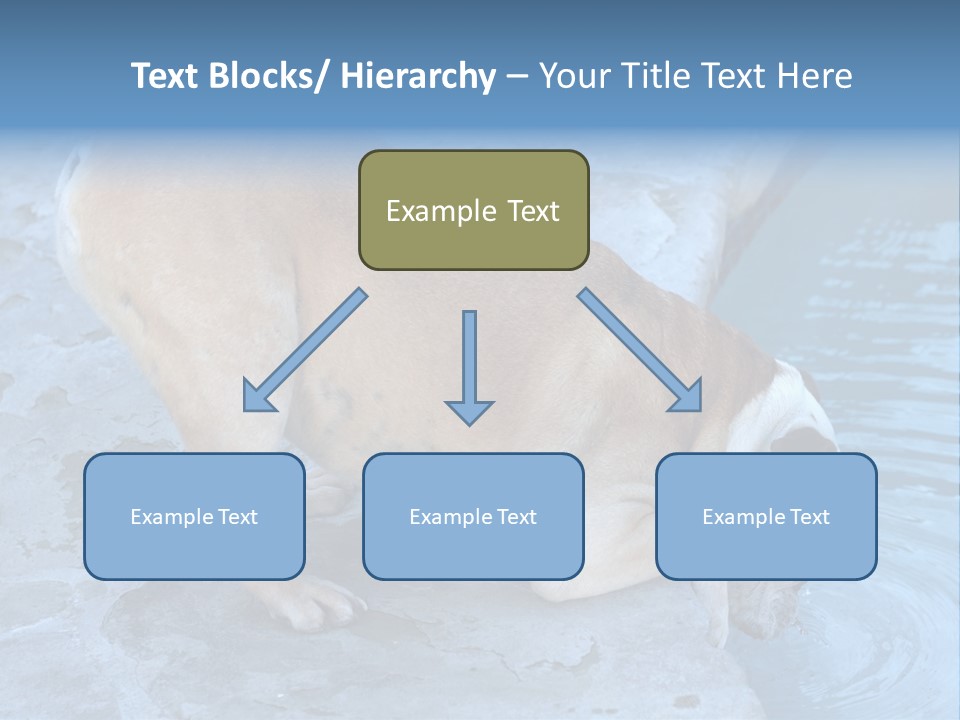 Bulldog Drinking From Swimming Pool PowerPoint Template