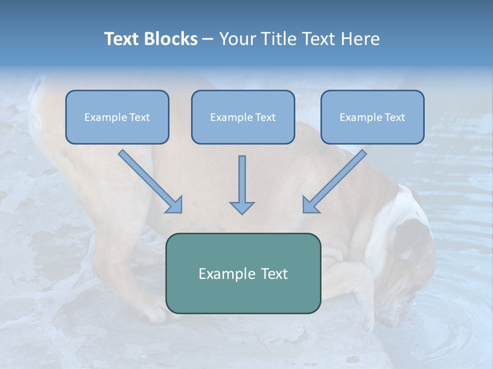 Bulldog Drinking From Swimming Pool PowerPoint Template