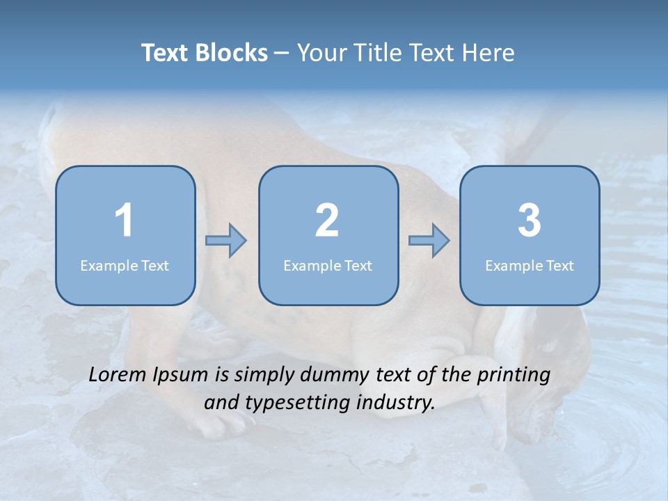 Bulldog Drinking From Swimming Pool PowerPoint Template