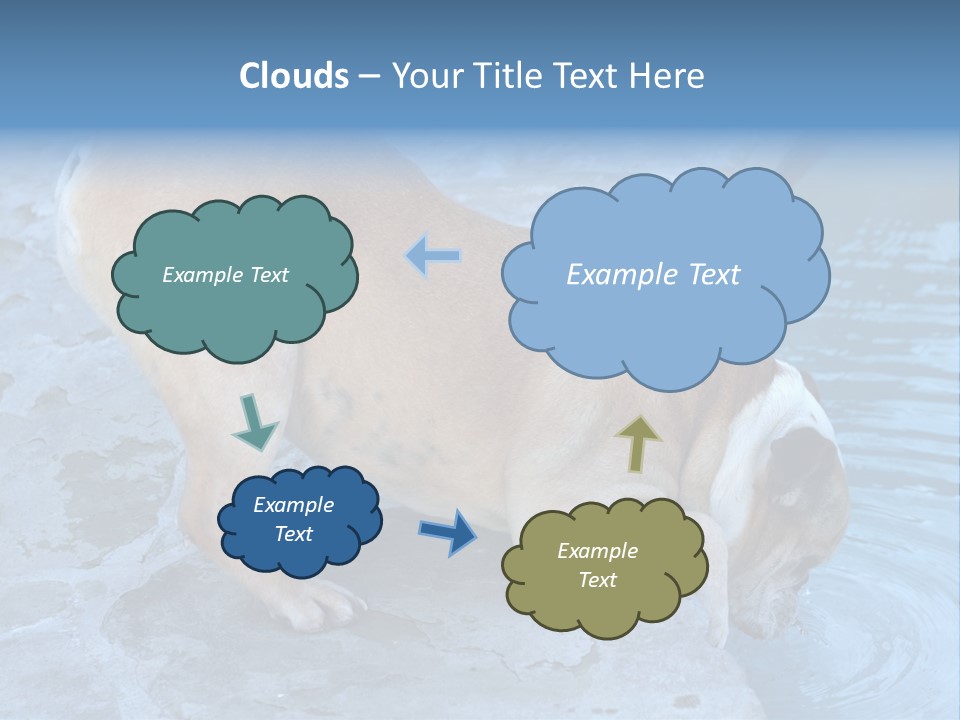 Bulldog Drinking From Swimming Pool PowerPoint Template